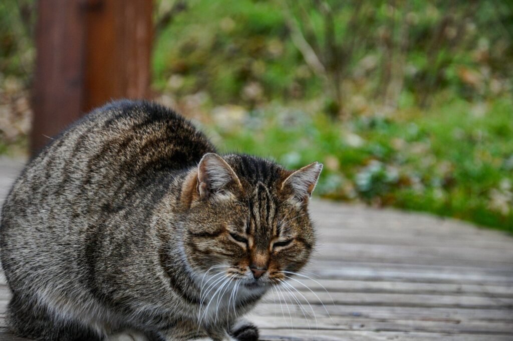 A tabby cat sits on a wooden surface outdoors.