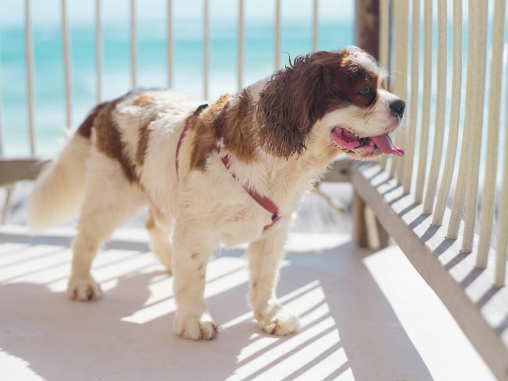 A brown and white dog standing on top of a wooden bench