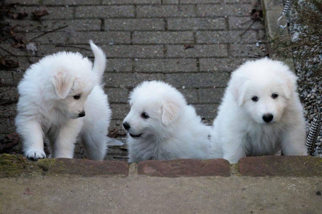 Three fluffy white puppies peeking over a brick wall.