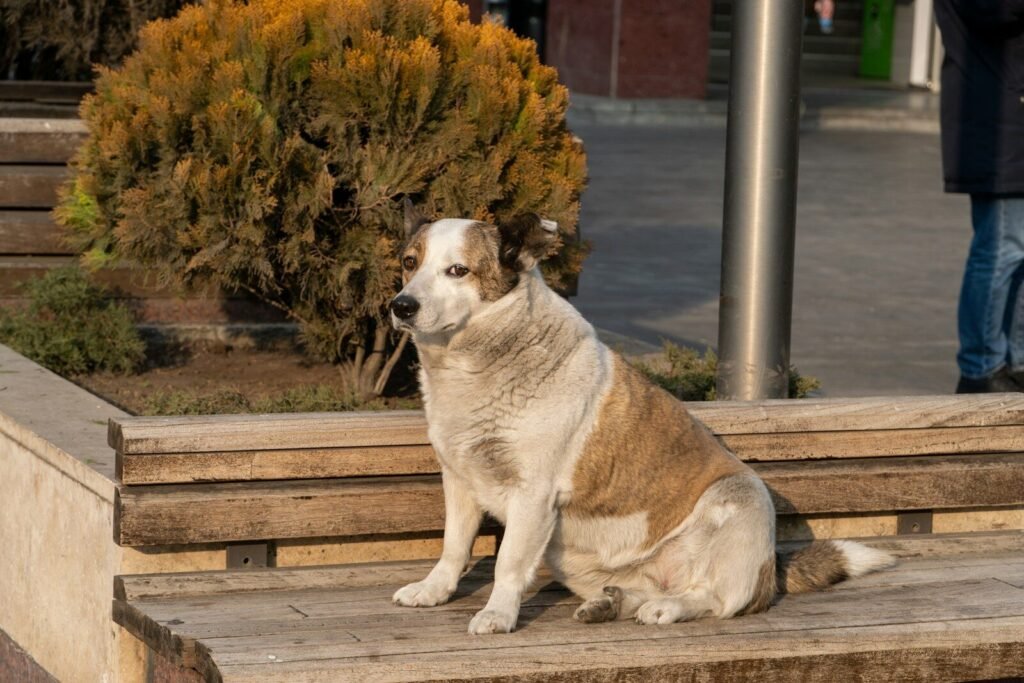 a brown and white dog sitting on a wooden bench