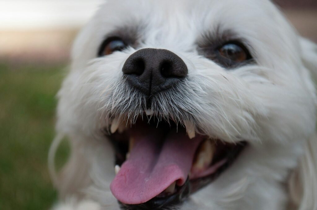 white long coated small dog